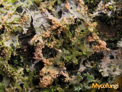  Erythricium aurantiacum (licheen parasiet)