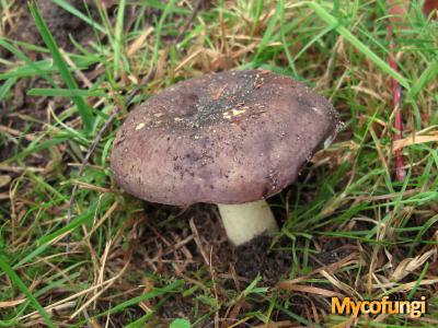 Gewolkte russula (plaatjeszwam)