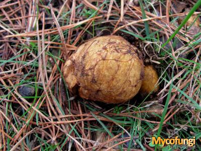 Okerkleurige vezeltruffel (buikzwam)