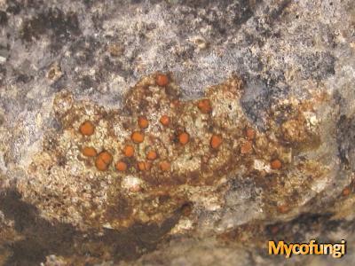 Protoblastenia incrustans (licheen)