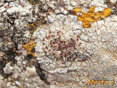 Caloplaca erythrocarpa (licheen)