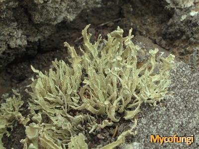 Ramalina cupularis (licheen)