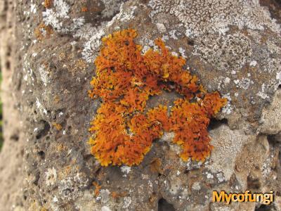 Xanthoria aureola (licheen)