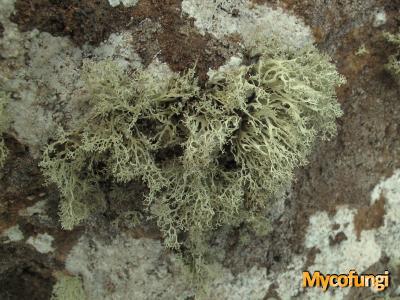 Ramalina crispatula (licheen)