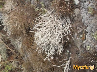 Rocella fuciformis (licheen)