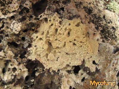 Pertusaria flavicans (licheen)