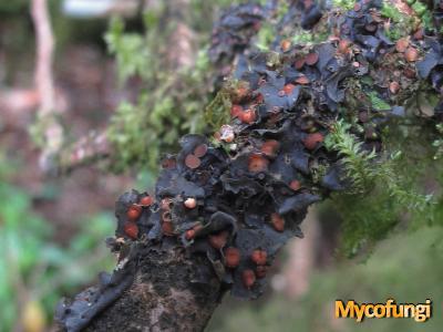 Leptogium cochleatum (licheen)