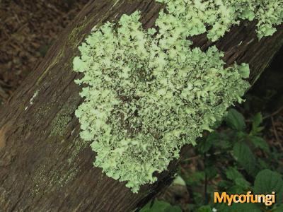 Parmotrema robustum (licheen)