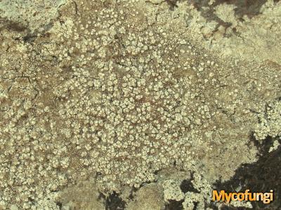 Pertusaria amarescens (licheen)