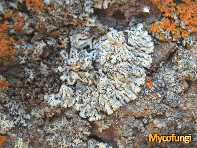 Physcia albinea (licheen)