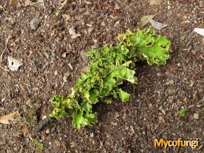 Pseudocyphellaria aurata (licheen)