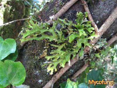 Sticta canariensis (licheen)