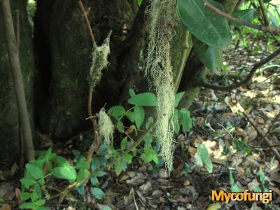 Usnea barbata (licheen)