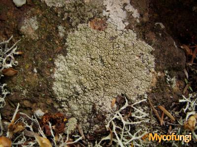 Pertusaria pluripuncta (licheen)