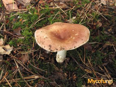 Smakelijke russula (plaatjeszwam)