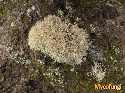 Cladonia mediterranea (licheen)