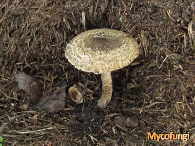 Lepiota pseudofelina (plaatjeszwam)