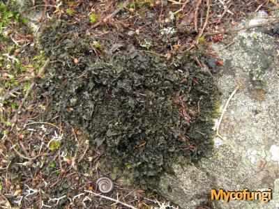 Collema ryssoleum (licheen)