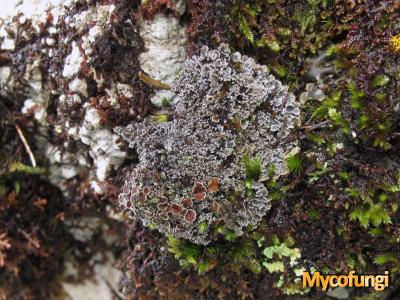 Pannaria rubiginosa (licheen)
