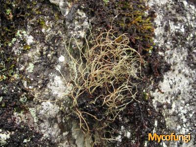 Cladonia stereoclada (licheen)