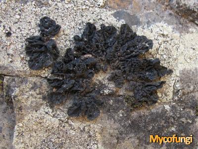 Collema subnigrescens (licheen)