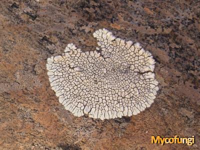 Dimelaena radiata (licheen)