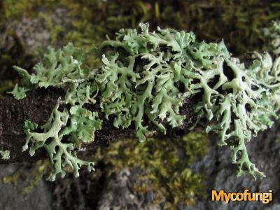 Hypogymnia tavaresii (licheen)