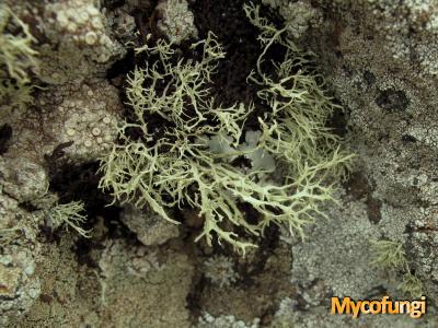 Ramalina wirthii (licheen)