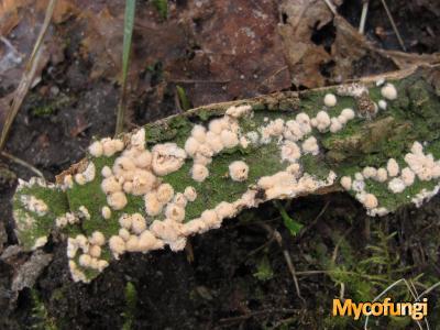 Trichothecium roseum (ascomyceet)