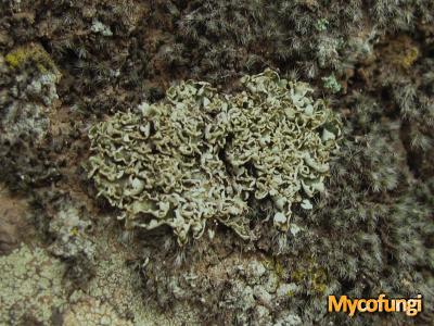 Cladonia microphylla (licheen)