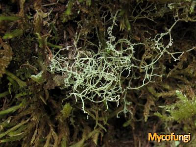 Ramalina dendriscoides (licheen)