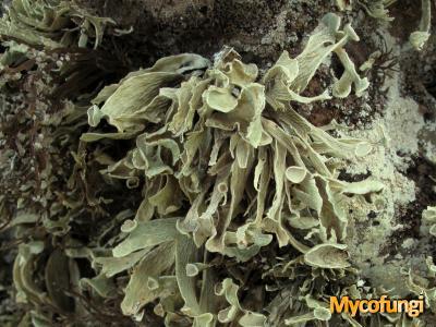 Ramalina maderensis (licheen)