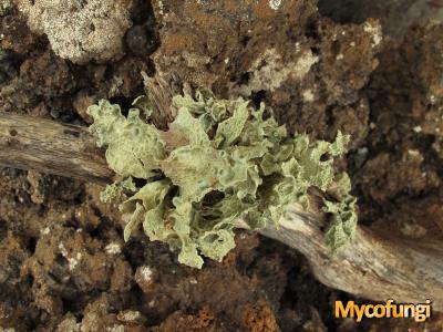 Ramalina mollis (licheen)