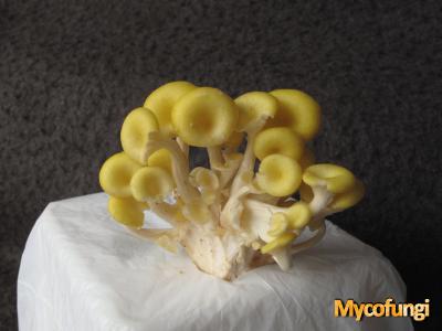 Gouden oesterzwam (kweekchampignon)