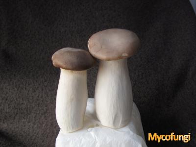 Kruisdisteloesterzwam (kweekchampignon)