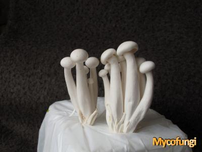 Witte beukenzwam (kweekchampignon)