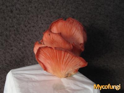 Roze oesterzwam (kweekchampignon)