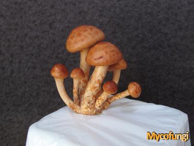 Goudkopje (kweekchampignon)