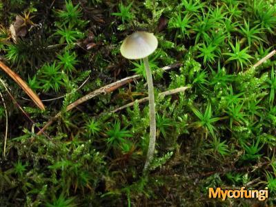 Donzige mycena (plaatjeszwam)