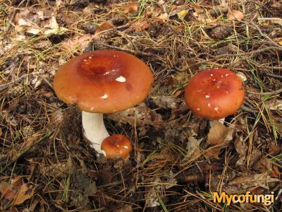 Appelrussula (plaatjeszwam)