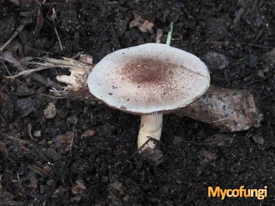Kleine champignon (plaatjeszwam)