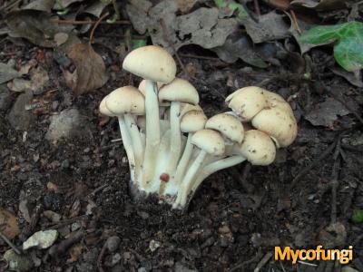 Psathyrella pseudogordonii (plaatjeszwam)