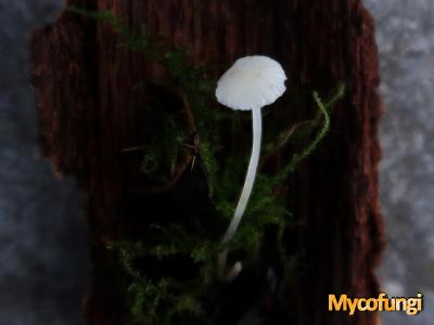 Smeerwortelmycena (plaatjeszwam)