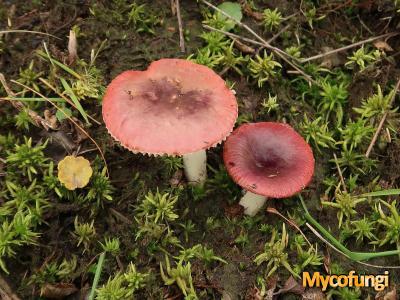 Geurige wilgenrussula (plaatjeszwam)