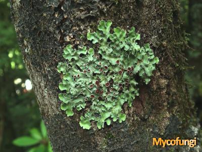 Lobaria sublaevis (licheen)