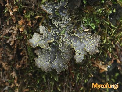 Pseudocyphellaria crocata (licheen)