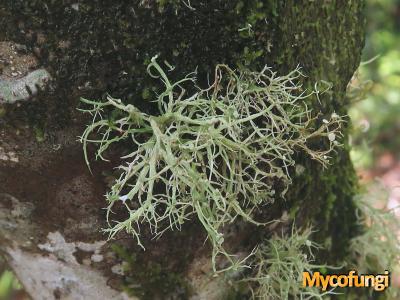 Ramalina subgeniculata (licheen)