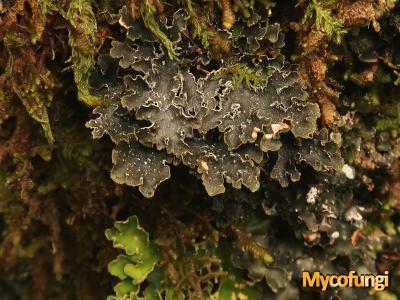 Pseudocyphellaria intricata (licheen)