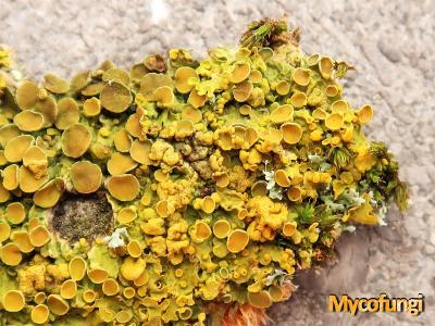 Telogalla olivieri (licheen parasiet)
