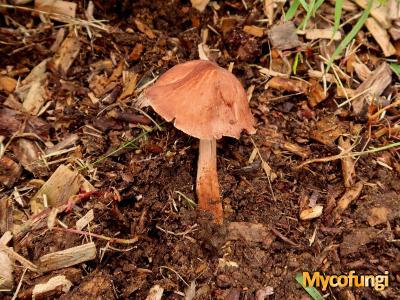 Compostcollybia (plaatjeszwam)